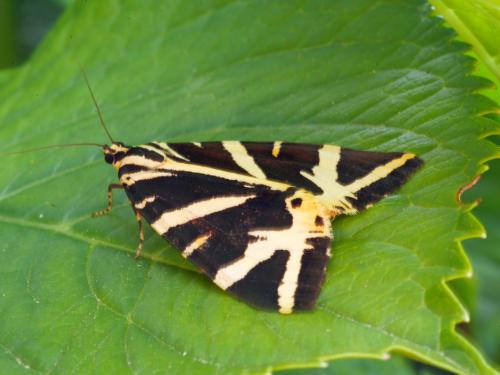 Réf. 289 303 : Euplagia quadripunctaria